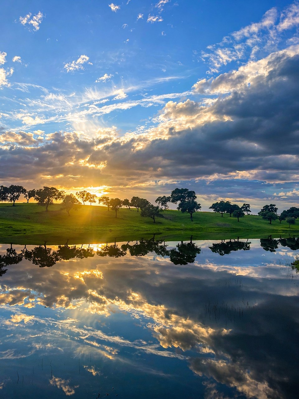 A dehesa landscape with holm oaks at first light