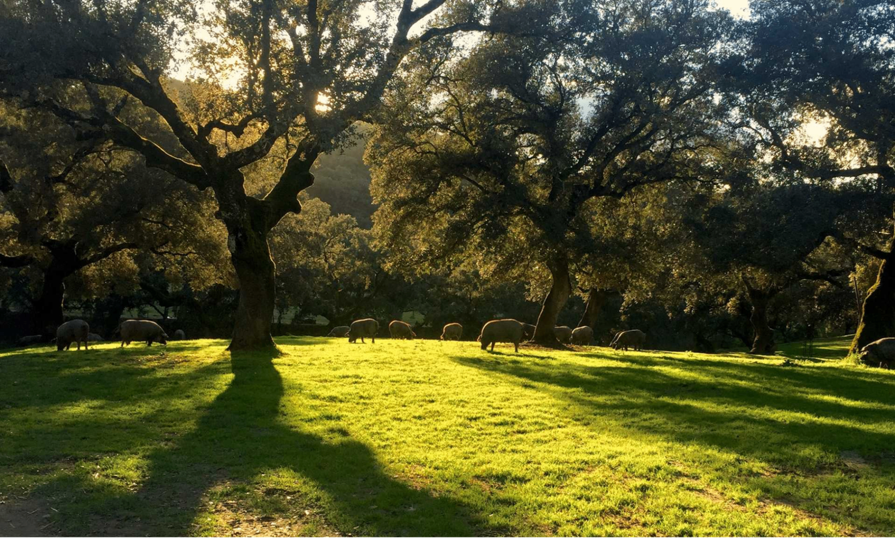 A dehesa landscape with holm oaks at first light